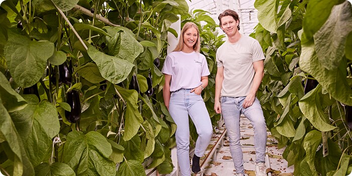Aubergines van de familie Van Nuffelen