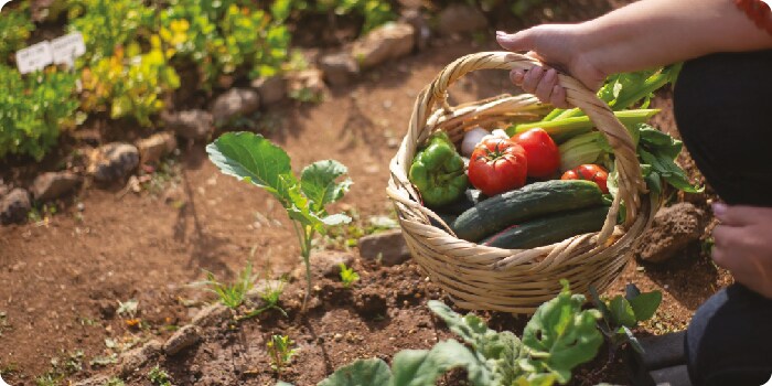 3. Zet etensresten aan het werk in je tuin