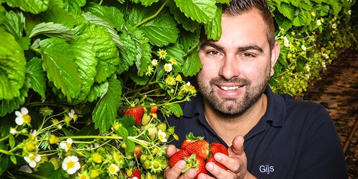 Belgische aardbeien van Royakkers
